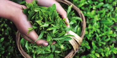 第十四屆中國(guó)（深圳）國(guó)際茶產(chǎn)業(yè)博覽會(huì)暨紫砂、陶瓷、紅木、茶具用品展