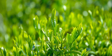 展覽制作工廠預告：2017中國（廣州）國際茶業(yè)春季博覽會